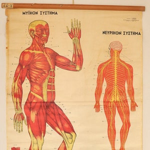 Jaren '60 Grote Vintage anatomie pull down grafiek fysiologie muur decor papier muur kunst menselijk lichaam vintage grafiek diagram spookachtige poster horror