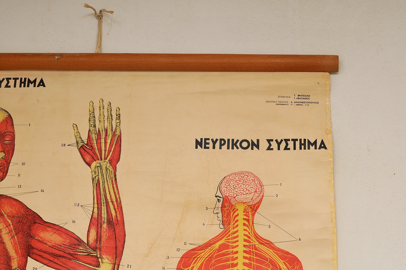 1960s Vintage Anatomy Chart: Muscle & Nervous System Wall Decor - Etsy