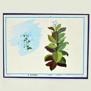 1950 originale pianta di tabacco vintage grafico grafico educativo poster decorazione della parete idee regalo pianta nicotiana