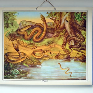 1960 Snake School Chart grafico educativo zoologico pipistrello serpente ambiente naturale poster stampa decorazione murale Cobra