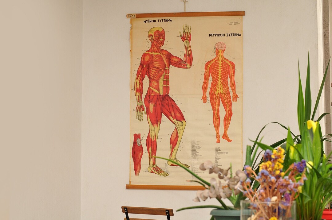 1960s Vintage Anatomy Chart: Muscle & Nervous System Wall Decor - Etsy