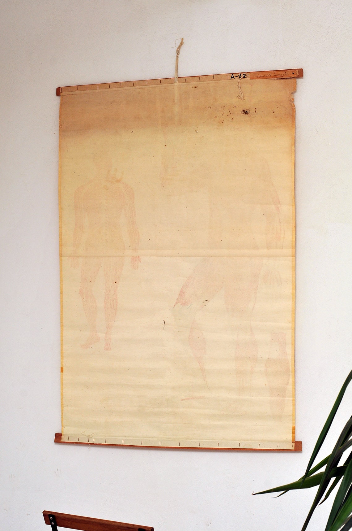 1960s Vintage Anatomy Chart: Muscle & Nervous System Wall Decor - Etsy