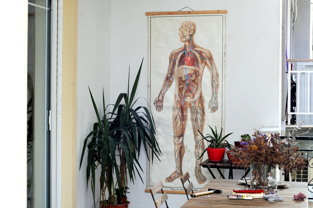 Large Vintage Human Anatomy Chart: Linen Physiology Wall Decor - Etsy