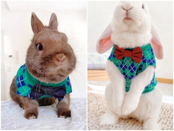 pet rabbit sweater
