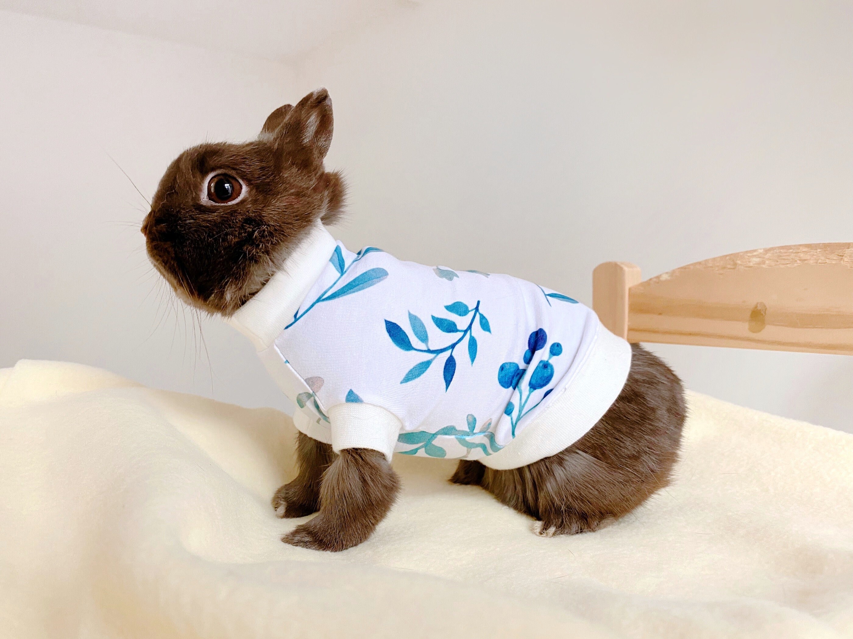 pet rabbit sweater