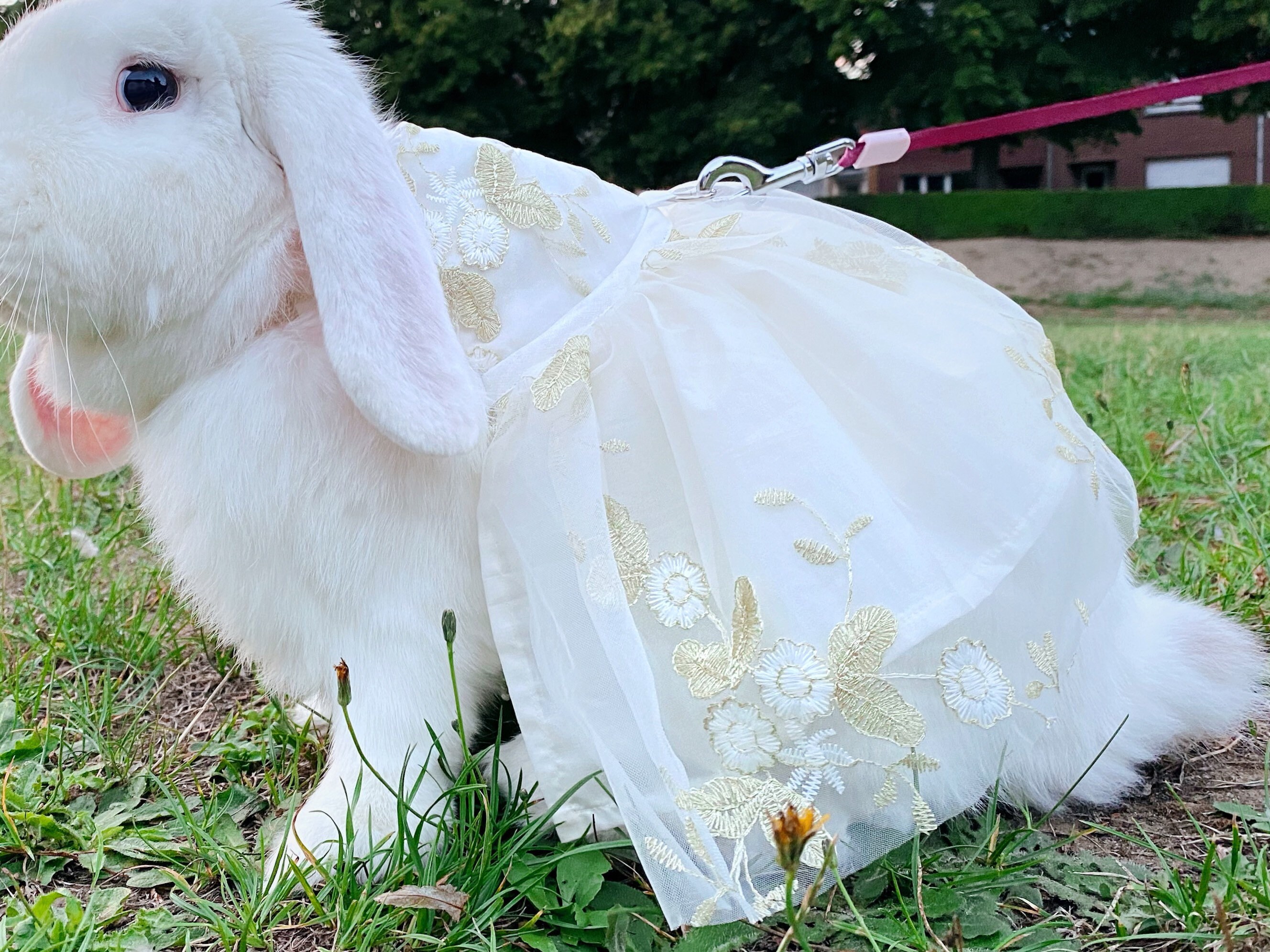 Ivory Tulle Pet Wedding Dress Embroidered Lace Wedding Dress - Etsy New  Zealand