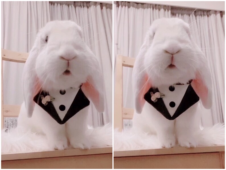 Pet Tuxedo Bandana With Boutonnière Rabbit Suit Bandana Etsy UK