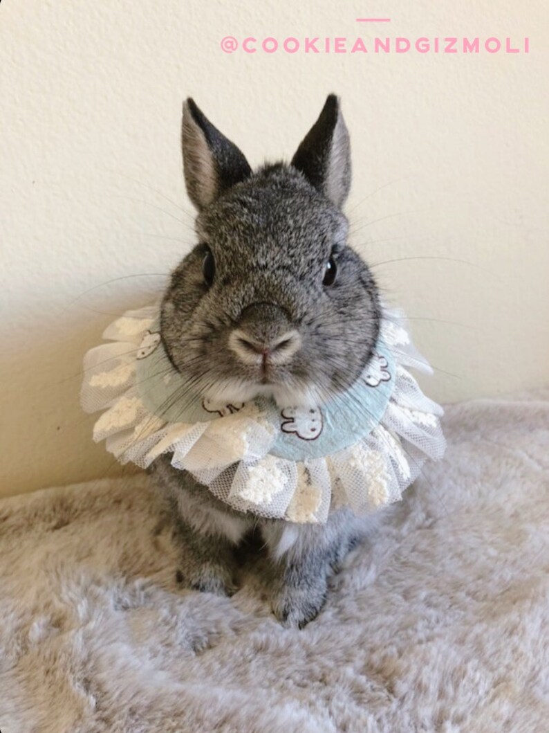 Easter Bunny Pet Collar with Lace Trim Easter Dog Collar Etsy