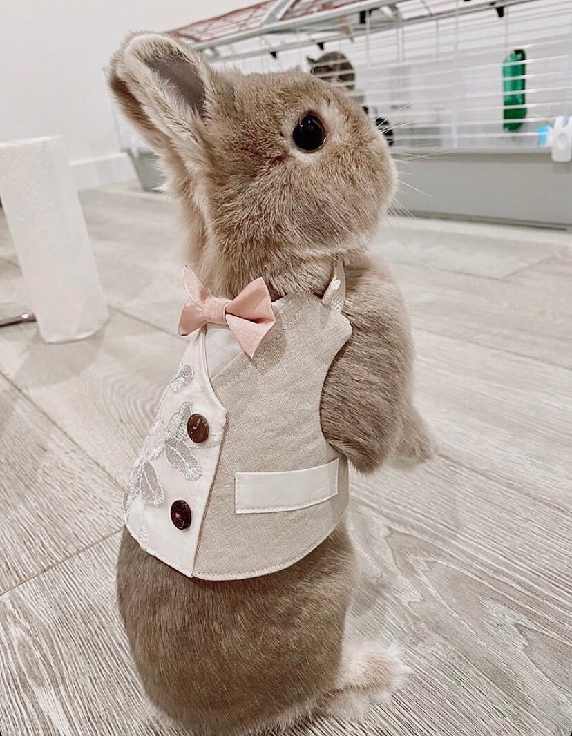 Pet Rabbit Wedding Tuxedo With Bow Tie Bunny Tuxedo Harness Etsy