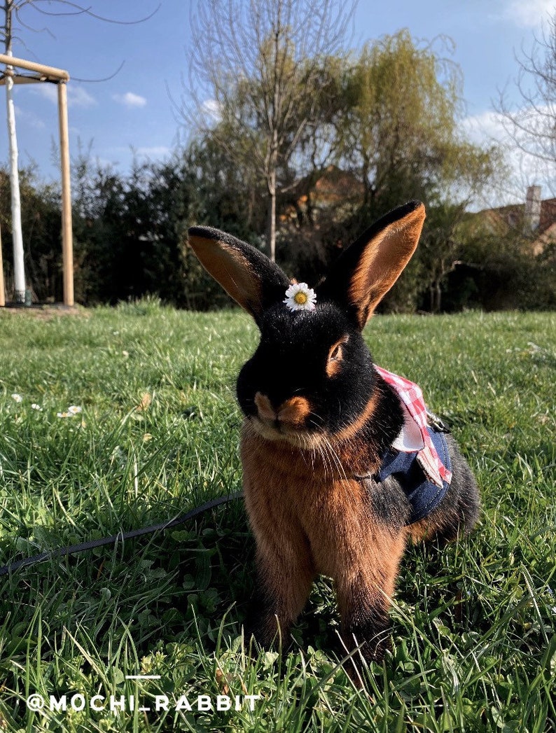 Hooded Pet Rabbit Harness Adjustable Small Pet Harness Bunny Etsy