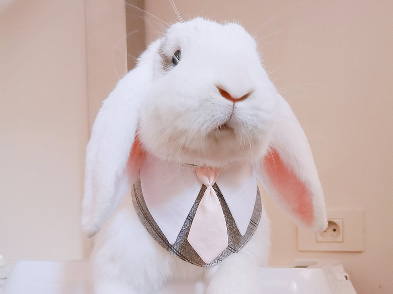 Stripe business suit pet bandana bunny clothes rabbit image 0