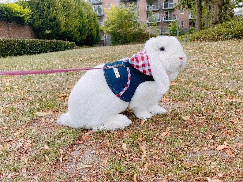 Hooded Pet Rabbit Harness Adjustable Small Pet Harness Bunny Etsy