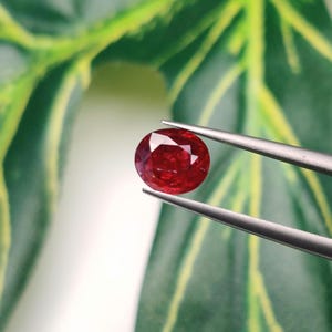 Puede incluir: Una gema redonda y facetada de color rojo intenso es sostenida por unas pinzas plateadas sobre un fondo borroso de hojas verdes. La gema tiene un corte brillante, que refleja la luz. Las pinzas están posicionadas para mostrar el color y la claridad.