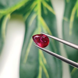 Puede incluir: Una vibrante gema de rubí en forma de pera sostenida por pinzas plateadas. El rubí muestra un tono rojo intenso con facetas que capturan la luz. El fondo presenta follaje verde borroso, realzando el color de la gema.