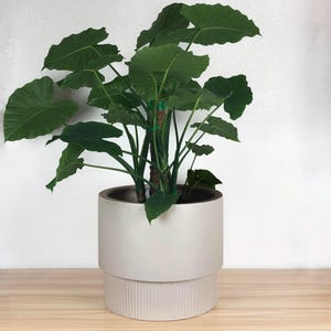 May include: A large green leafy plant in a white ceramic planter with a textured base. The planter is on a light wood surface.