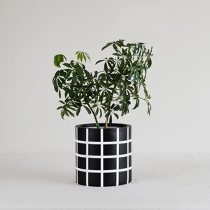 May include: A green leafy plant in a black and white geometric patterned planter. The planter has a grid design.