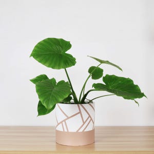 May include: A houseplant with large, green leaves in a white and rose-gold geometric patterned pot. The pot is on a light brown wooden surface against a white background.