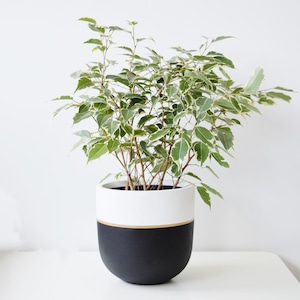 Black Gala Fibrestone Plant Pot: Hand-Painted Modern Planter
