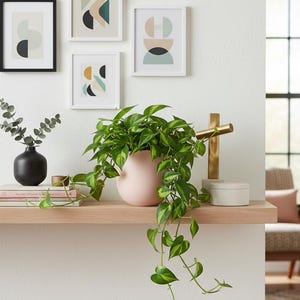 May include: A contemporary living room display with a wooden shelf holding a black vase, a pink planter with trailing green plants, and framed abstract art prints. A gold-toned decorative piece and a white box are also on the shelf.