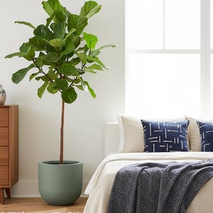 May include: A well-lit bedroom with a large Fiddle Leaf Fig tree in a muted green pot. The tree has lush green leaves and a brown trunk. A wooden chest of drawers, bed with pillows, and a textured throw blanket create a calming atmosphere.