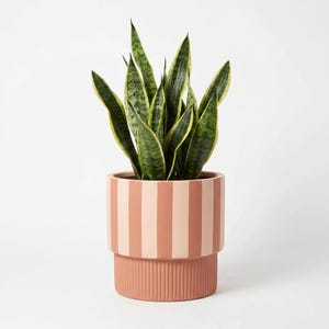 May include: A potted snake plant with green and yellow striped leaves. The plant is in a peach-colored ceramic planter with vertical stripes and a ribbed base. The background is white.