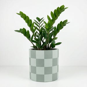 May include: A ZZ plant with vibrant green leaves in a gray and light gray checkered planter. The cylindrical pot has a modern design, adding a stylish touch to the plant. The plant is a popular choice for indoor decor.