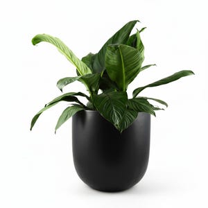 May include: A vibrant green plant with broad leaves in a matte black, rounded plant pot. The plant has long, curved leaves and is set against a white backdrop. The pot has a simple, modern design.