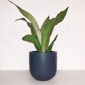 May include: A snake plant with long, green leaves and a lighter green centre, potted in a dark blue, rounded ceramic pot. The plant is set against a white background, creating a clean, modern aesthetic.