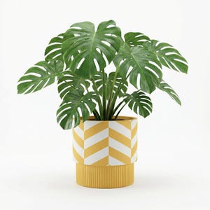 May include: A lush, green Monstera plant in a yellow and white chevron patterned planter. The planter has a ribbed base and a geometric design. The plant's large, split leaves create a striking contrast against the bright pot.