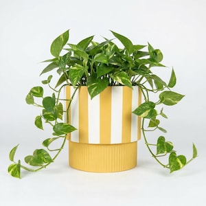 May include: A potted plant with vibrant green leaves and trailing vines. The plant is in a two-tiered yellow and white striped ceramic pot. The pot has a ribbed base and a smooth, striped upper section.
