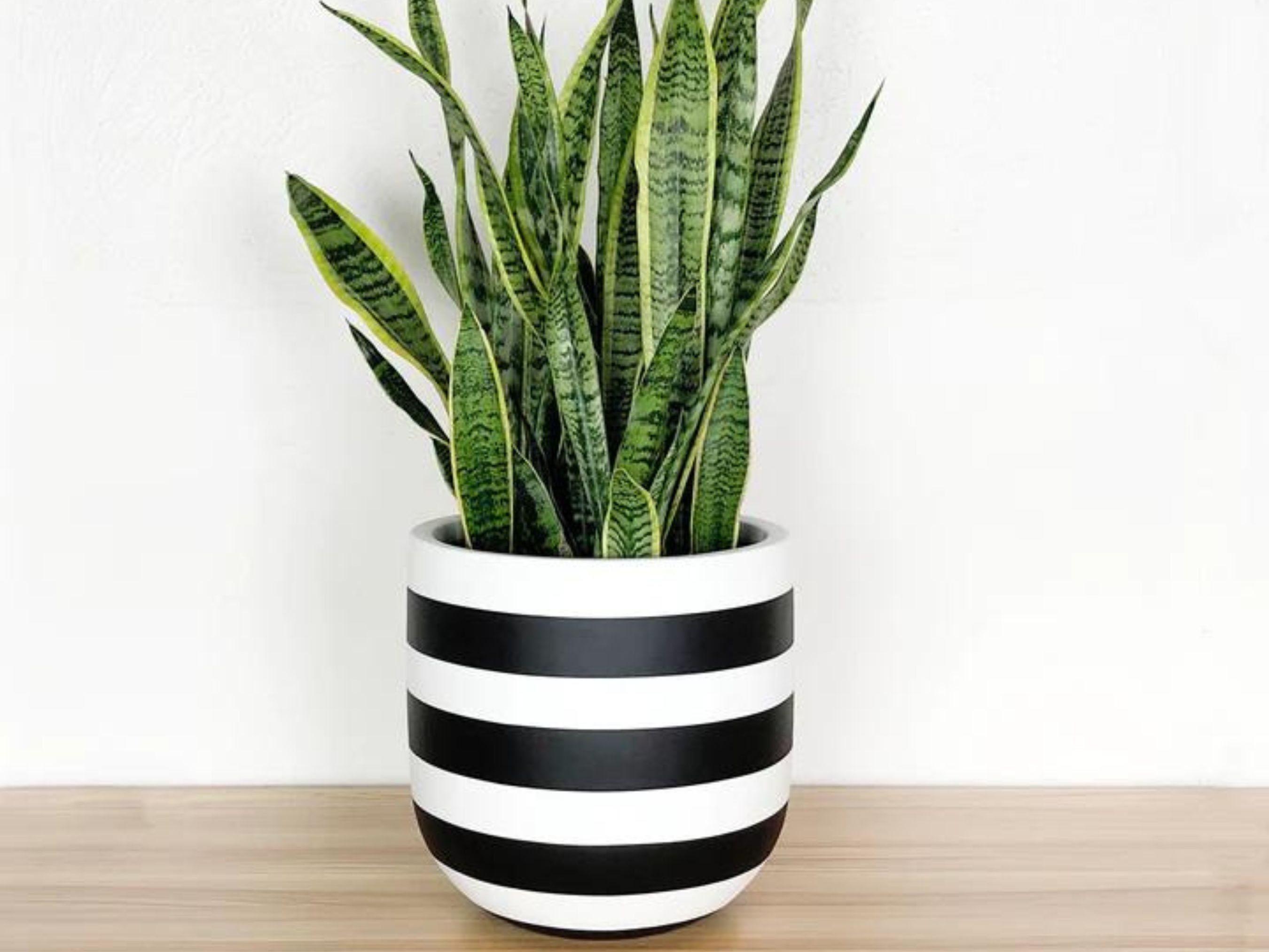 Black and white plant pot deals
