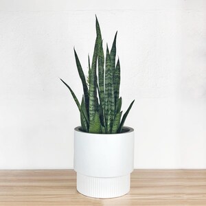May include: A potted snake plant in a white ceramic planter with a ribbed design. The plant has long, dark green leaves with light green stripes.