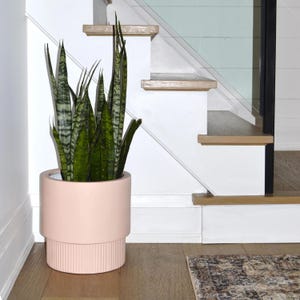May include: A pink ceramic planter with a ribbed base, holding a green snake plant. The planter is sitting on a wooden floor in front of a white staircase.