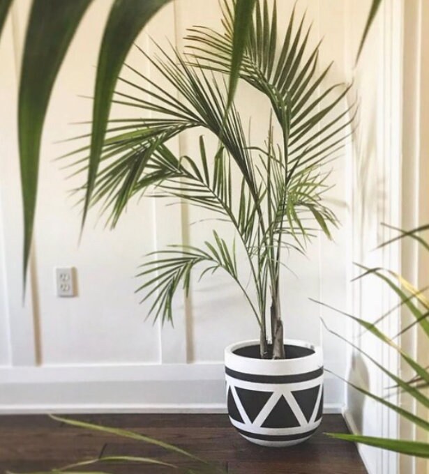 artificial dieffenbachia floor foliage plant in planter 54" Faux Dieffenbachia Tree