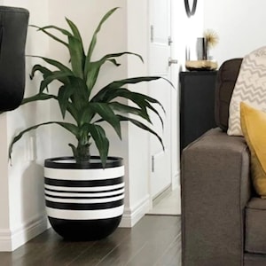 May include: A potted plant with green leaves in a black and white striped ceramic planter. The planter has a rounded shape and is sitting on a wooden floor.