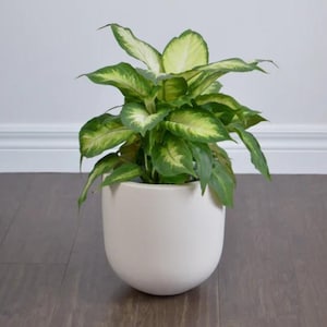 Light Beige Essential Planter Pot, Modern Minimalist Indoor Planter, Aesthetic Plant Home Decor, Large Planter with Drainage, Plant Pot