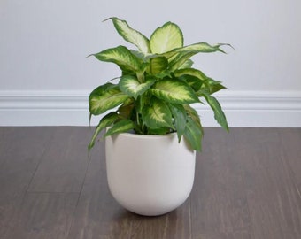 Light Beige Essential Planter Pot, Modern Minimalist Indoor Planter, Aesthetic Plant Home Decor, Large Planter with Drainage, Plant Pot
