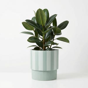 May include: A potted plant with large, dark green leaves. The plant is in a light green and white striped ceramic pot. The pot has a cylindrical shape with a ribbed base. The background is plain white.
