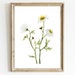 see more listings in the Botanical prints section