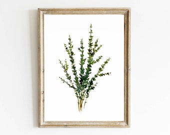 May include: A framed watercolor painting of a bunch of green thyme sprigs on a white background.