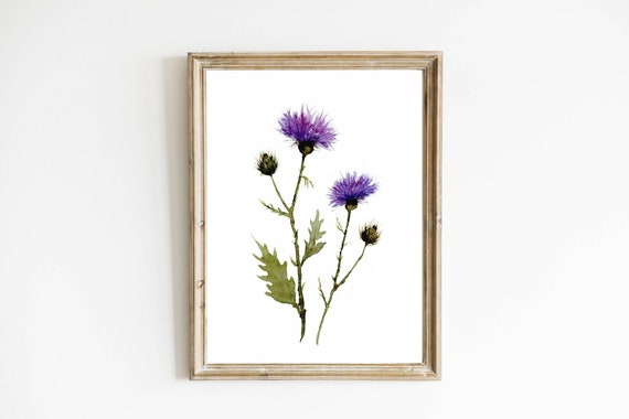 Blumen Aquarellbild Feldblumen Malerei Bilder Wohnzimmer botanische Aquarell Kunst lila Distel Poster XXL