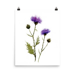 May include: Watercolor print of purple thistle flowers with green leaves and stems. The artwork is mounted on white paper and held in place with two black binder clips.