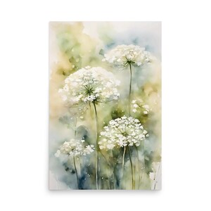Queen Anne s lace