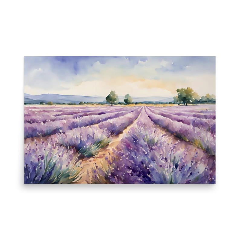 Lavender Field