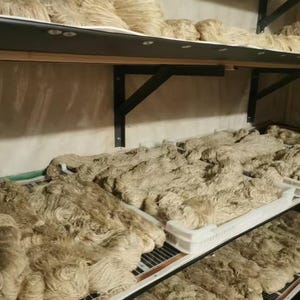 May include: A shelf filled with bundles of natural fiber, likely jute or hemp, in various stages of processing. The fiber is arranged in rows on metal shelves, with some bundles in white plastic containers.
