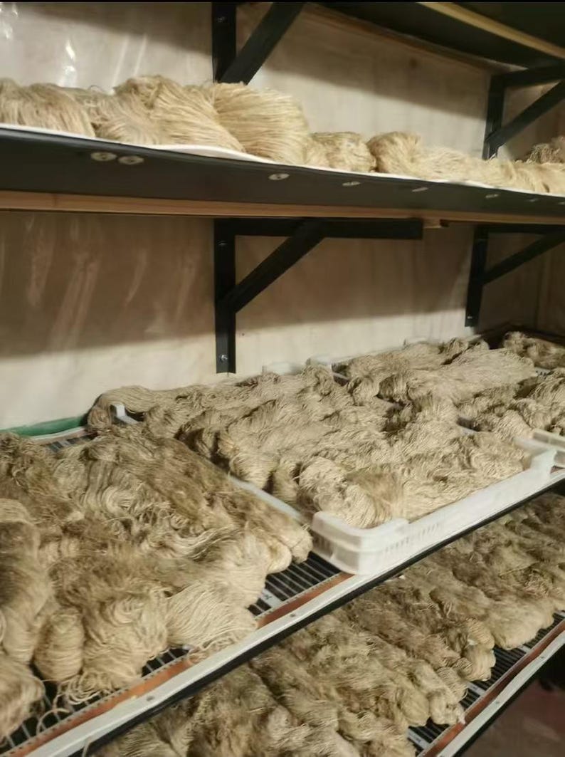May include: A shelf filled with bundles of natural fiber, likely jute or hemp, in various stages of processing. The fiber is arranged in rows on metal shelves, with some bundles in white plastic containers.