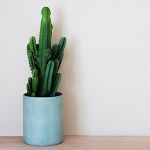 Pode incluir: Uma planta de cacto verde em um vaso de cerâmica azul claro com o número "3" na frente. O vaso está sobre uma superfície de madeira marrom claro.