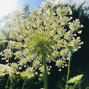 Flowers Queen Anne es Lace, Fine Art Color Photography