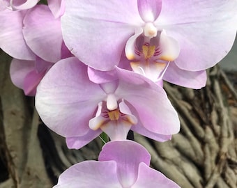 Púrpura Orquídea Apasionada Bellas Artes Fotografía en Color