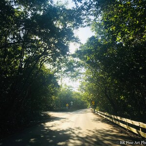 Florida Miami Matheson Hammock Park Afternoon Drive Fine Art Color Photography
